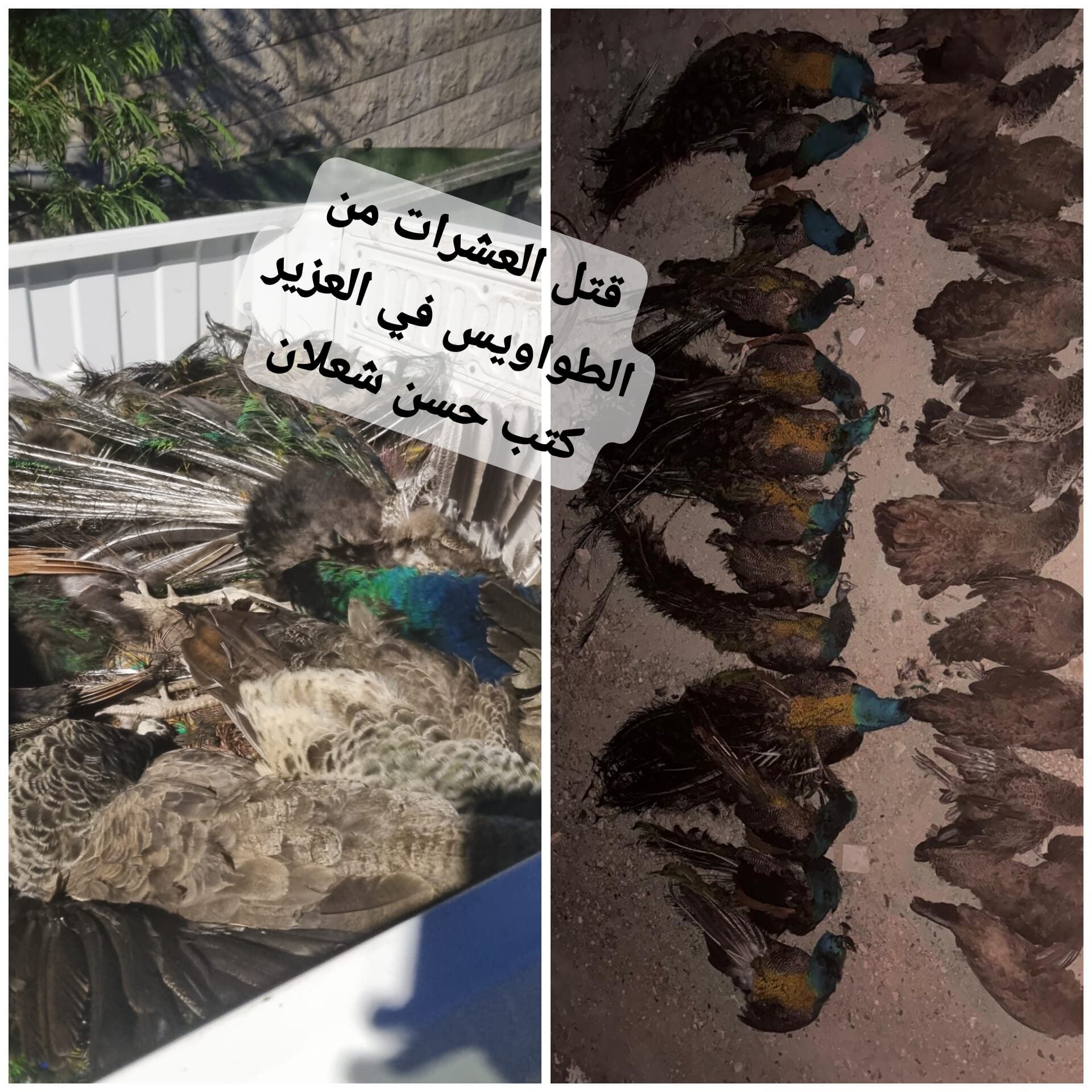 غضب واستنكار في العزير بعد قتل عشرات الطواويس بطرق وُصفت بالقاسية وغير الإنسانية