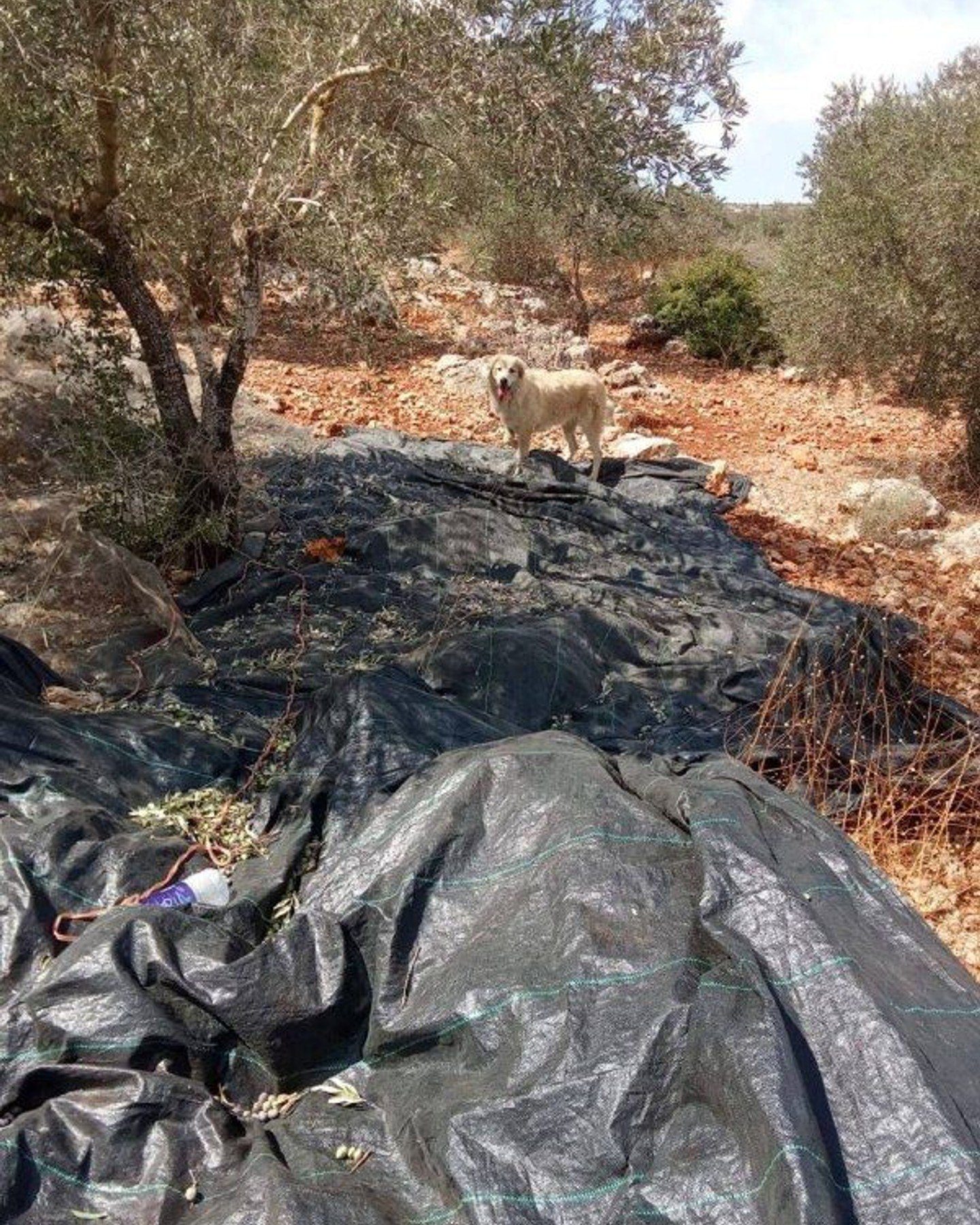 مستوطن يعتدي على مزارعين في ديراستيا شمال غرب سلفيت